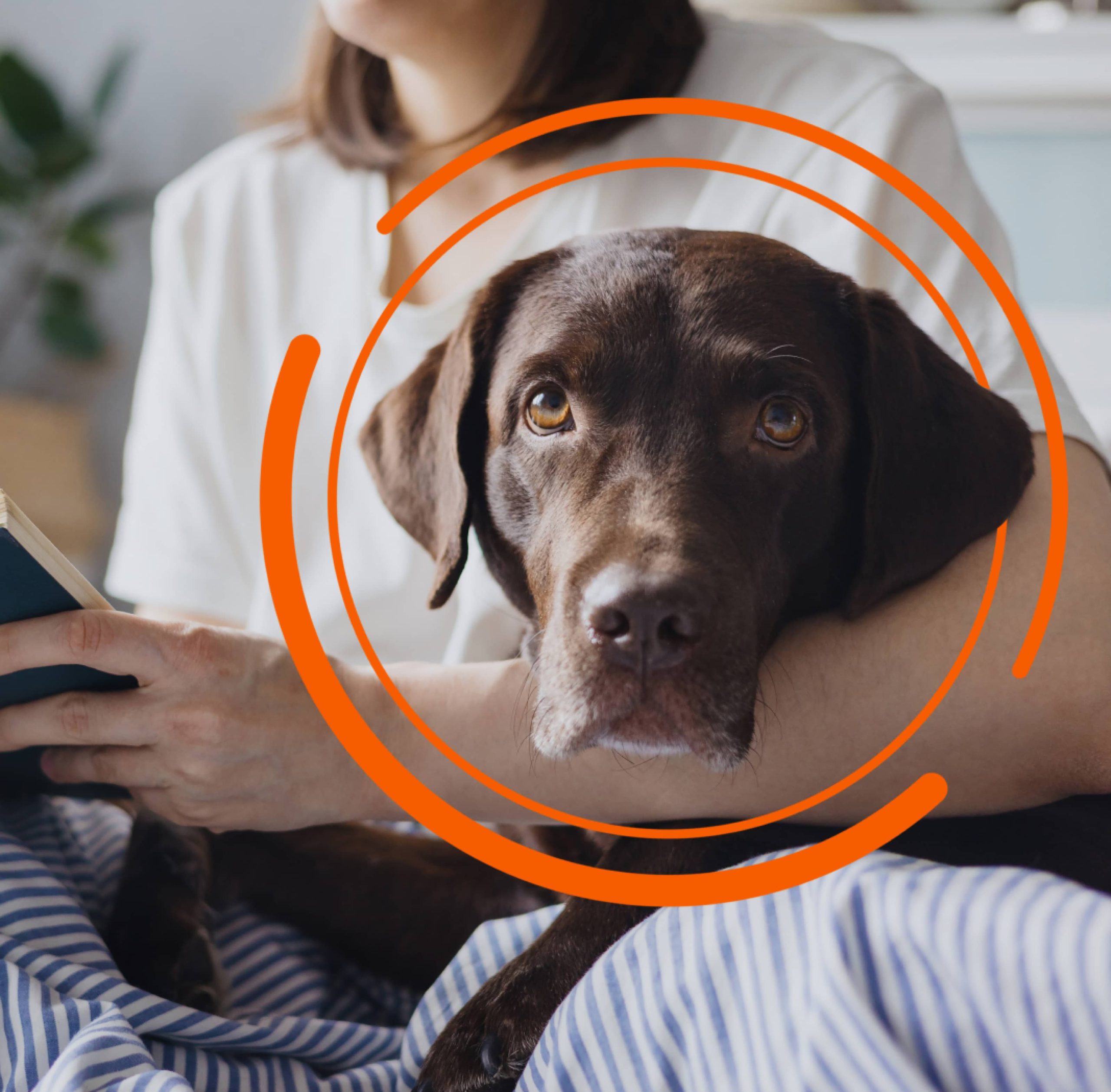 Chocolate labrador with owner